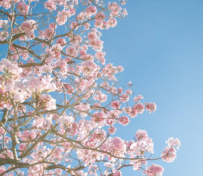 Branches of a tree covered in light pink blossoms against a clear blue sky, creating a bright and serene spring scene.